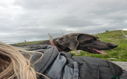 Weimaraner dogs for stud: Blue weimaraner for stud - Image 4