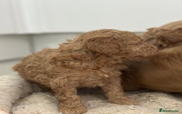 Toy Poodle dogs for sale: Tiny toy poodle boys  - Advert 16