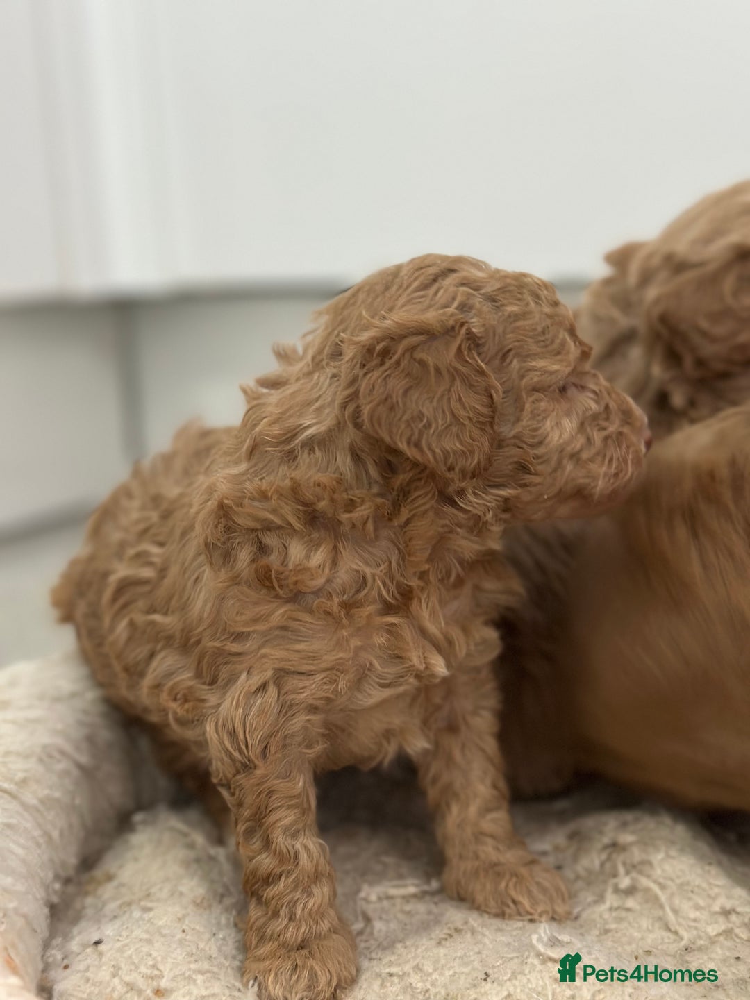 Toy Poodle dogs for sale: Tiny toy poodle boys  - Advert 16