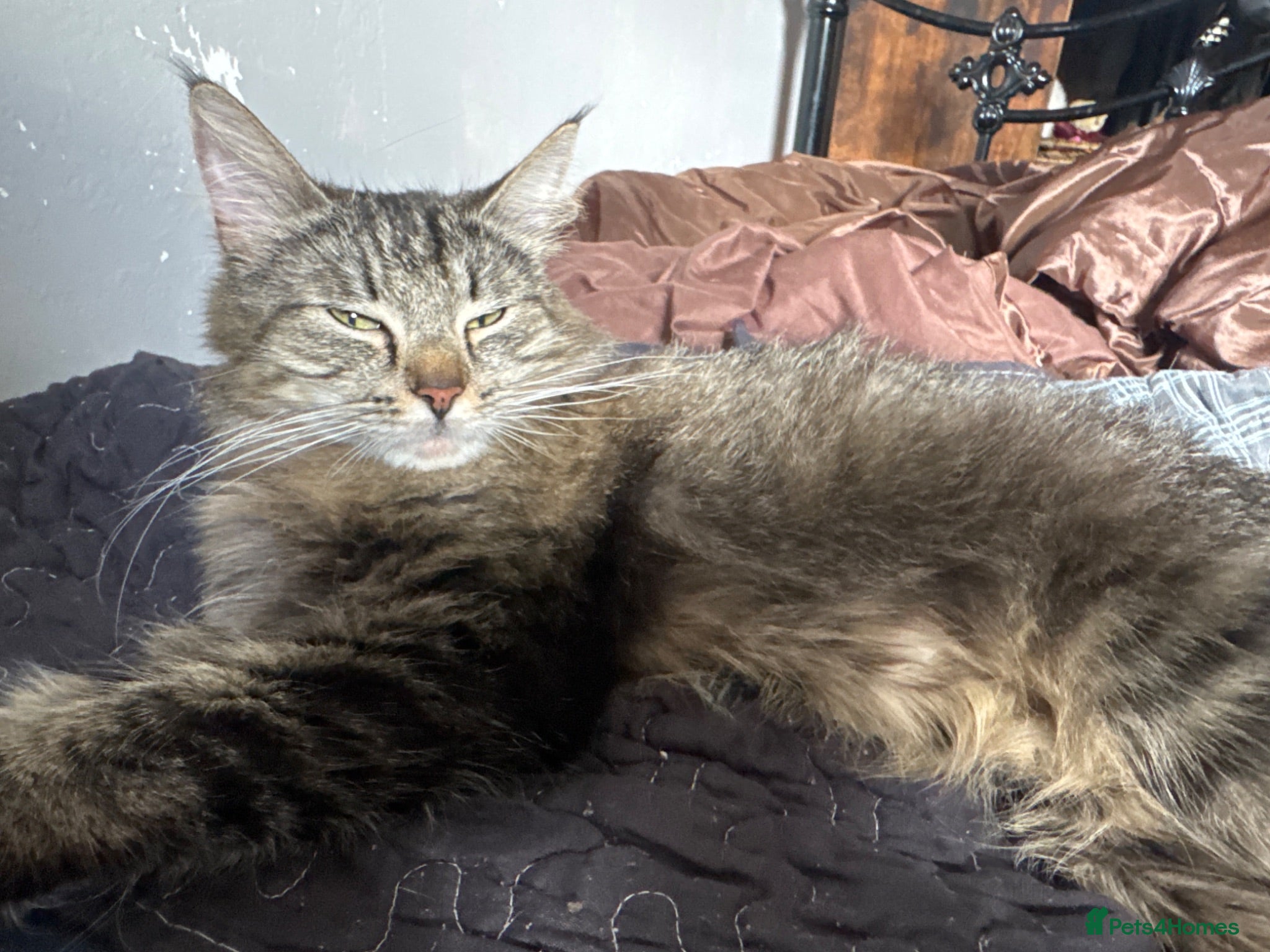 Maine Coon cats Maine coon cross kittens  - Advert 1