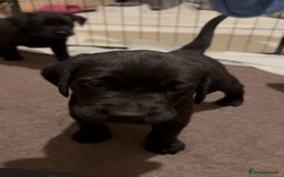 Labrador Retriever dogs for sale: Labrador  - Image 1