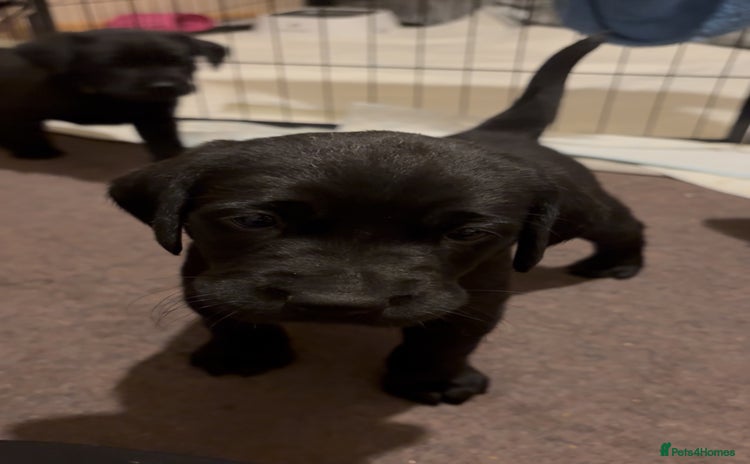 Labrador Retriever dogs - Advert 15