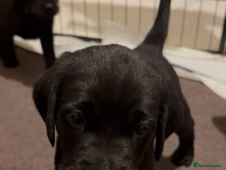 Labrador Retriever dogs - Advert 6