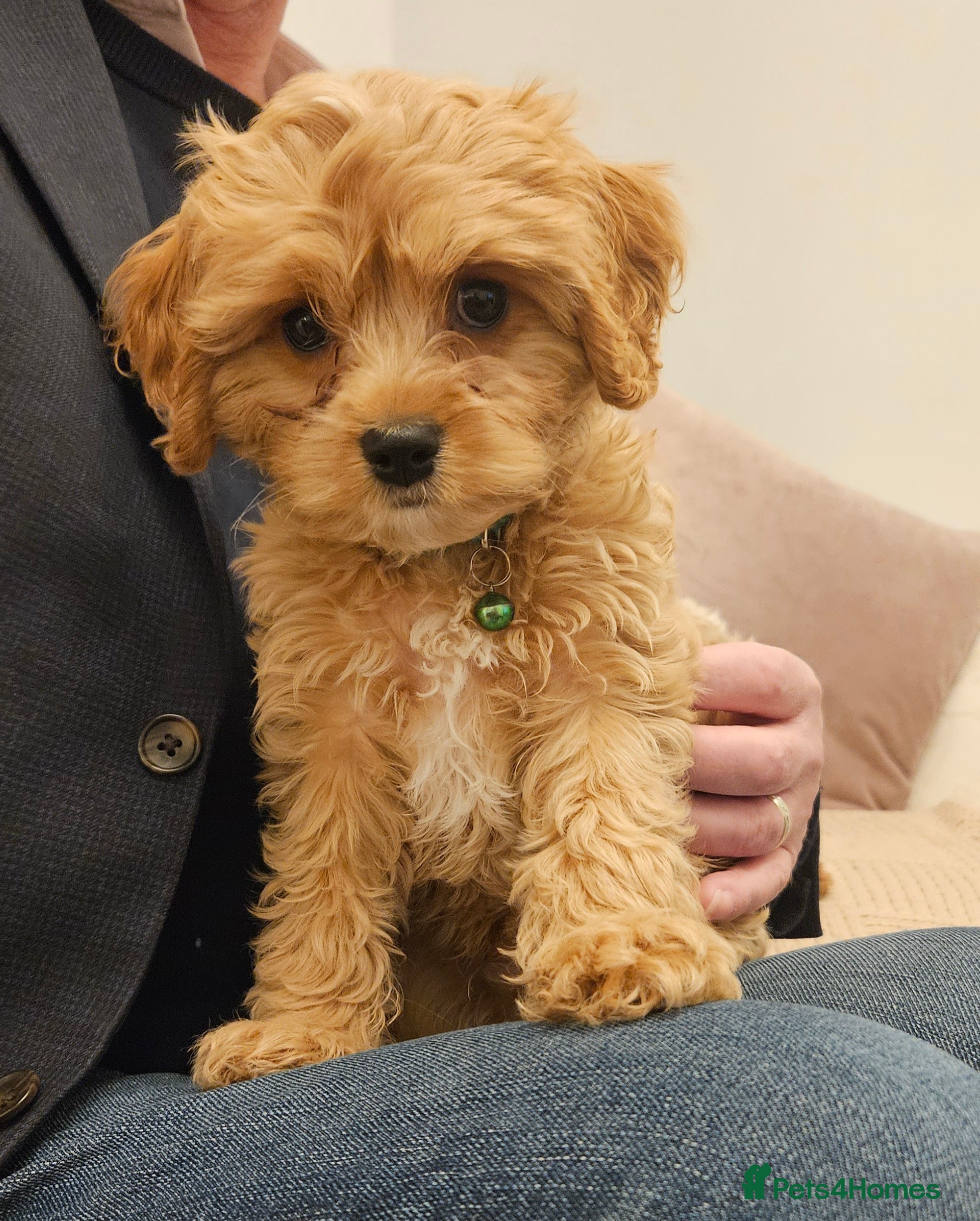Cavapoo dogs LITTER OF BEAUTIFUL F2 CAVAPOO 1 boy now left   - Advert 12