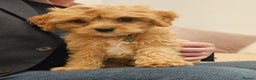 Cavapoo dogs for sale: LITTER OF BEAUTIFUL F2 CAVAPOO 1 boy now left   - Advert 1