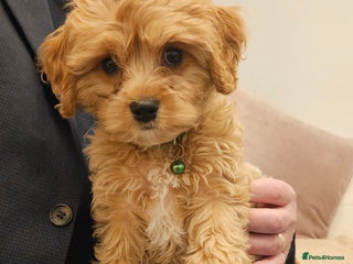 Cavapoo dogs LITTER OF BEAUTIFUL F2 CAVAPOO 1 boy now left - Advert 11