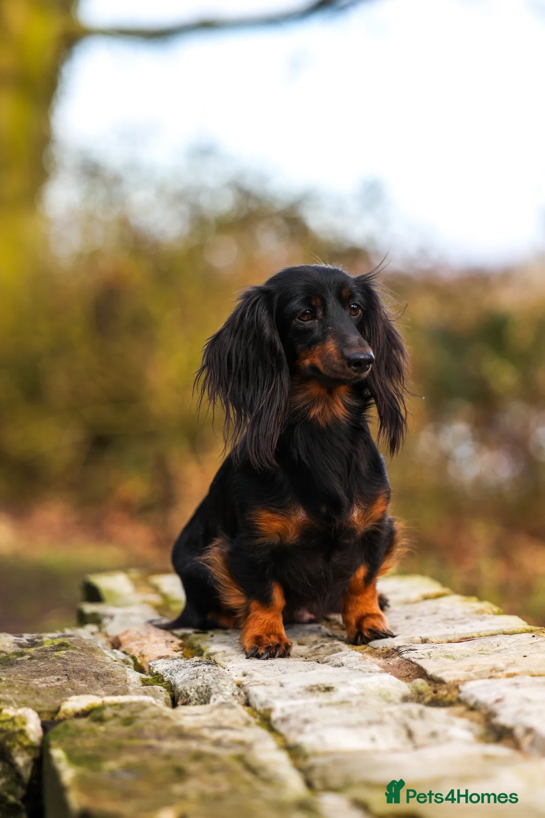 Miniature Dachshund dogs for sale: Super potential fantastic dachshund  in Ormskirk - Advert 2