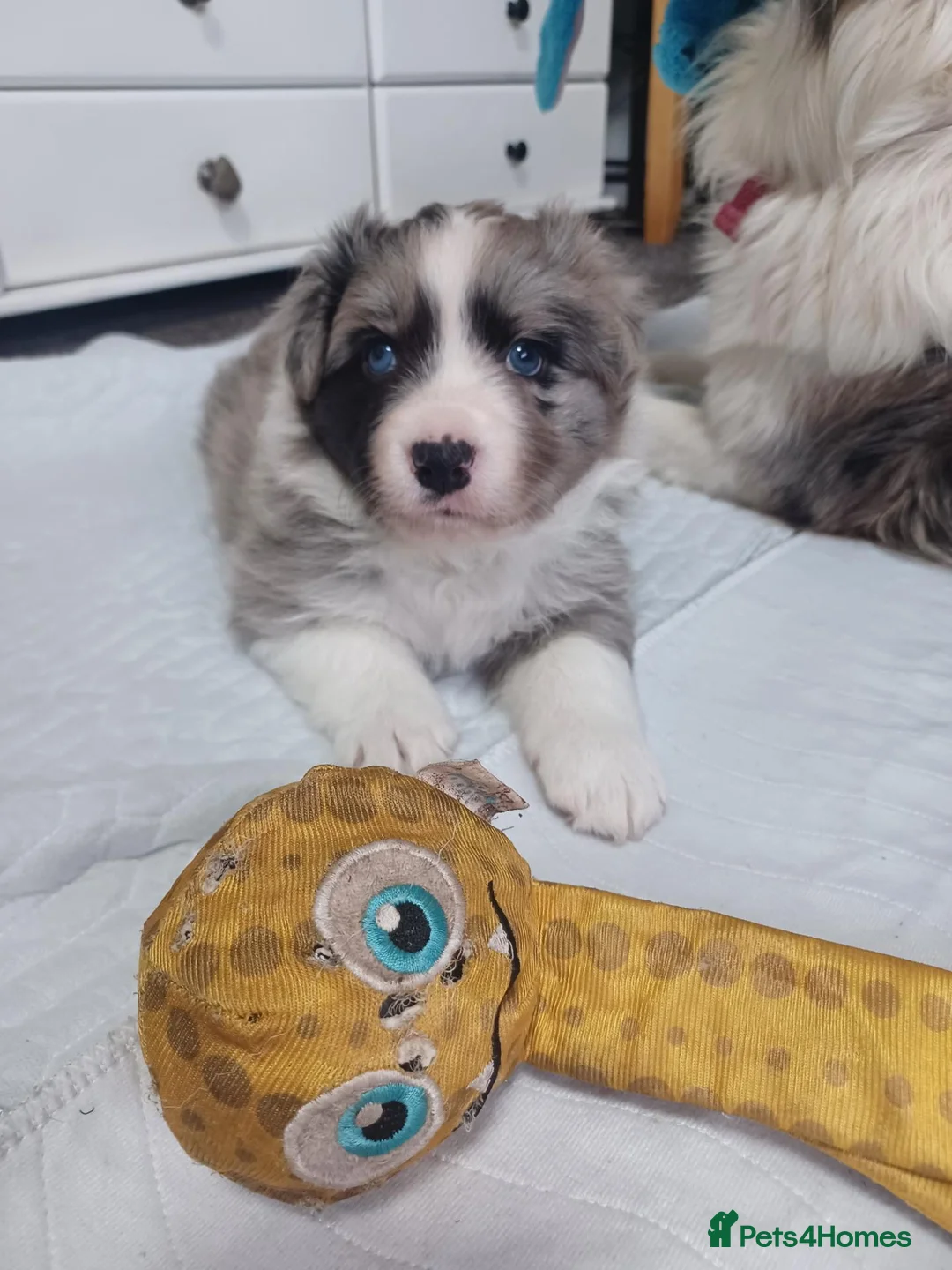 Border Collie dogs for sale: Blue merile boarder collie  stunning puppy in Sutton Coldfield - Advert 1