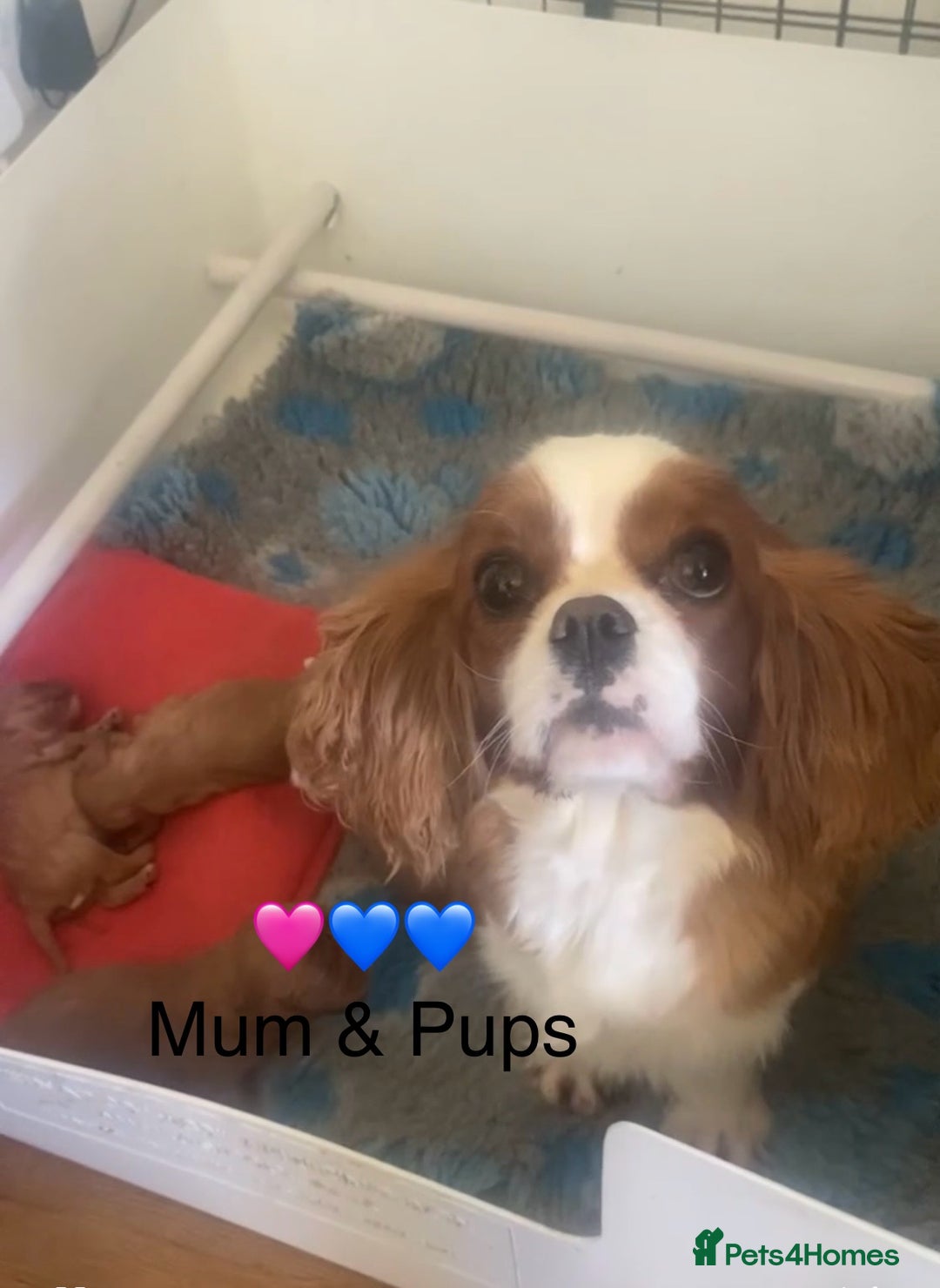 Cavapoo dogs for sale: Stunning Deep Red Health Tested F1 Cavapoos - Advert 6
