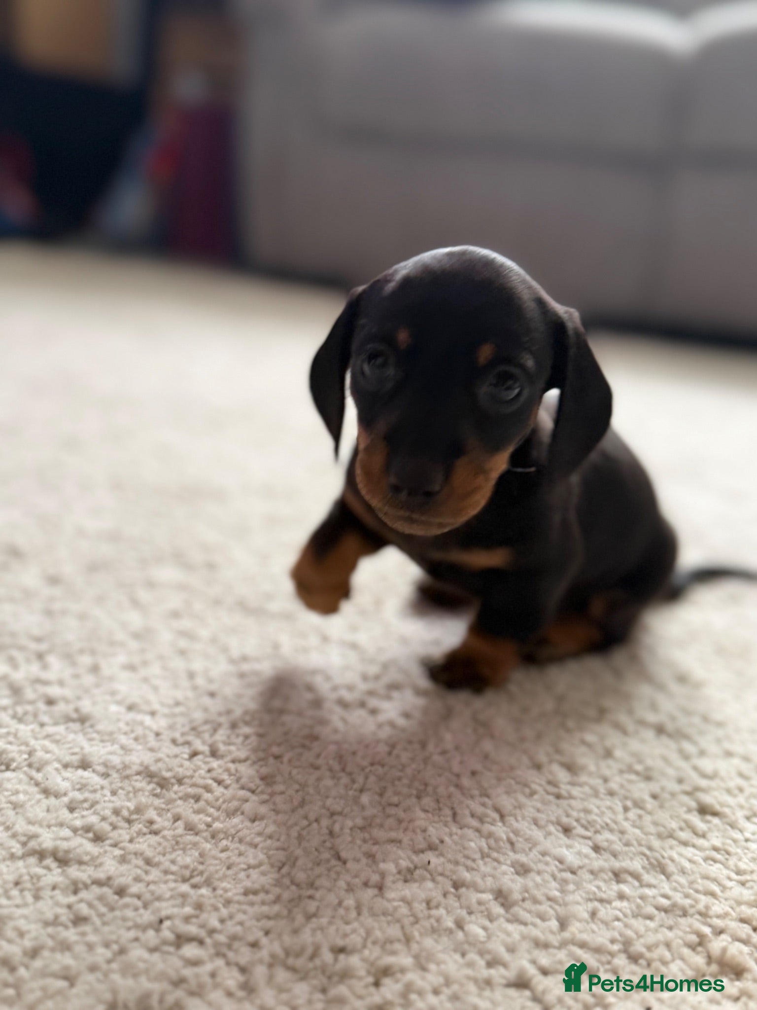 Miniature Dachshund dogs Last girl for sale - Advert 3