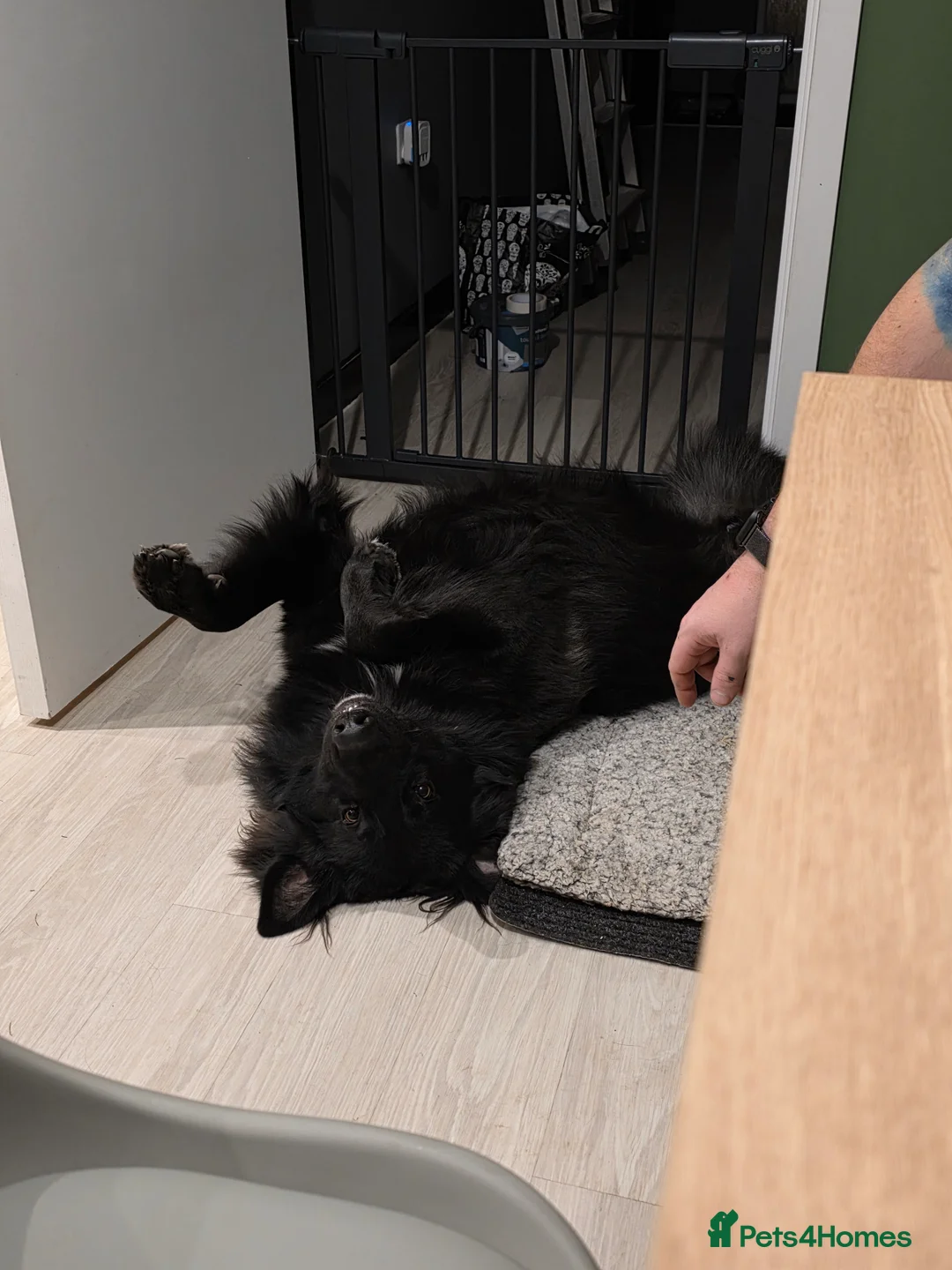 German Shepherd dogs for sale: Beautiful German shepherd needs home - Advert 7