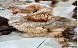 Cocker Spaniel dogs for sale: 4⭐️Licensed KC Reg English Show Cocker Spaniel - Image 6