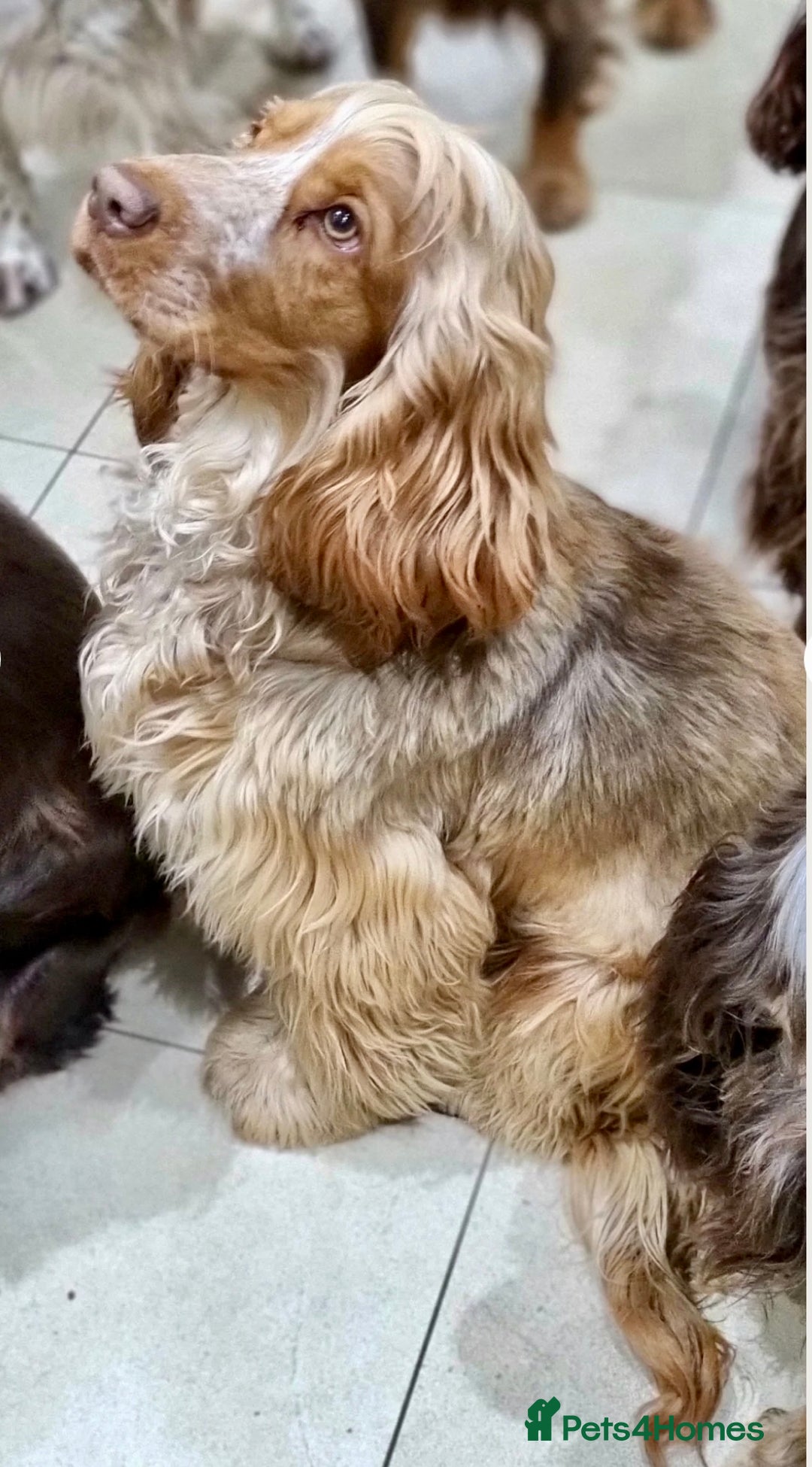Cocker Spaniel dogs for sale: 4⭐️Licensed KC Reg English Show Cocker Spaniel - Image 6