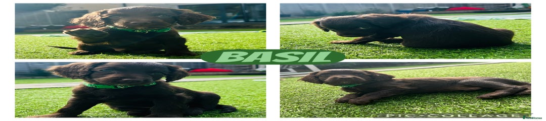 Basil