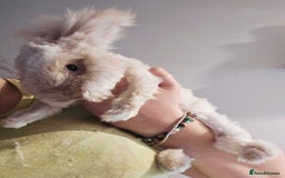 Angora rabbits for sale: Poor little man... - Image 21