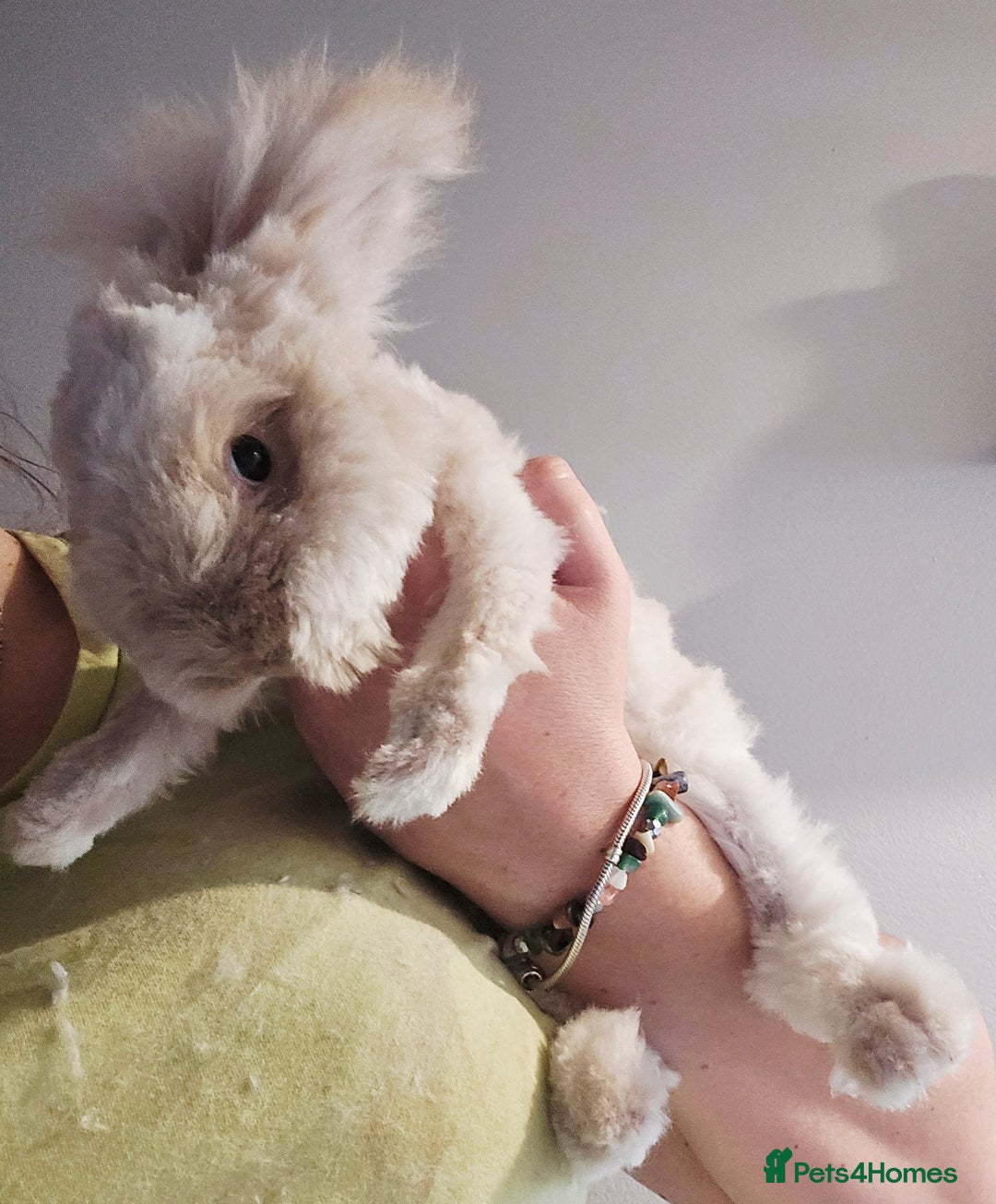Angora rabbits for sale: Poor little man... - Image 21