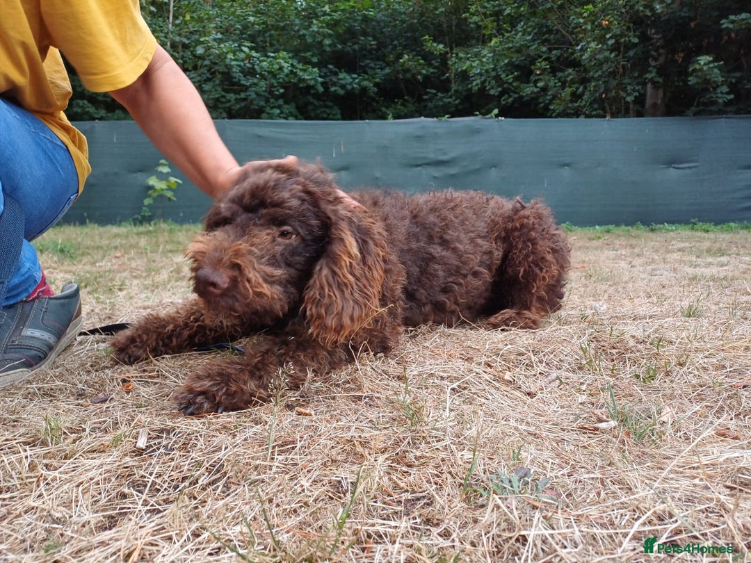 Lagotto Romagnolo dogs for adoption: DEXTER - a superb Lagotto boy for a Loving Home - Image 2