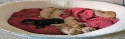 Cockapoo dogs for sale: Beautiful litter of F1b Cockapoo pups in Doncaster - Advert 9