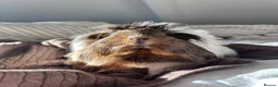 Guinea Pig rodents for sale: 2 Female BONDED Guinea Pigs  - Advert 7