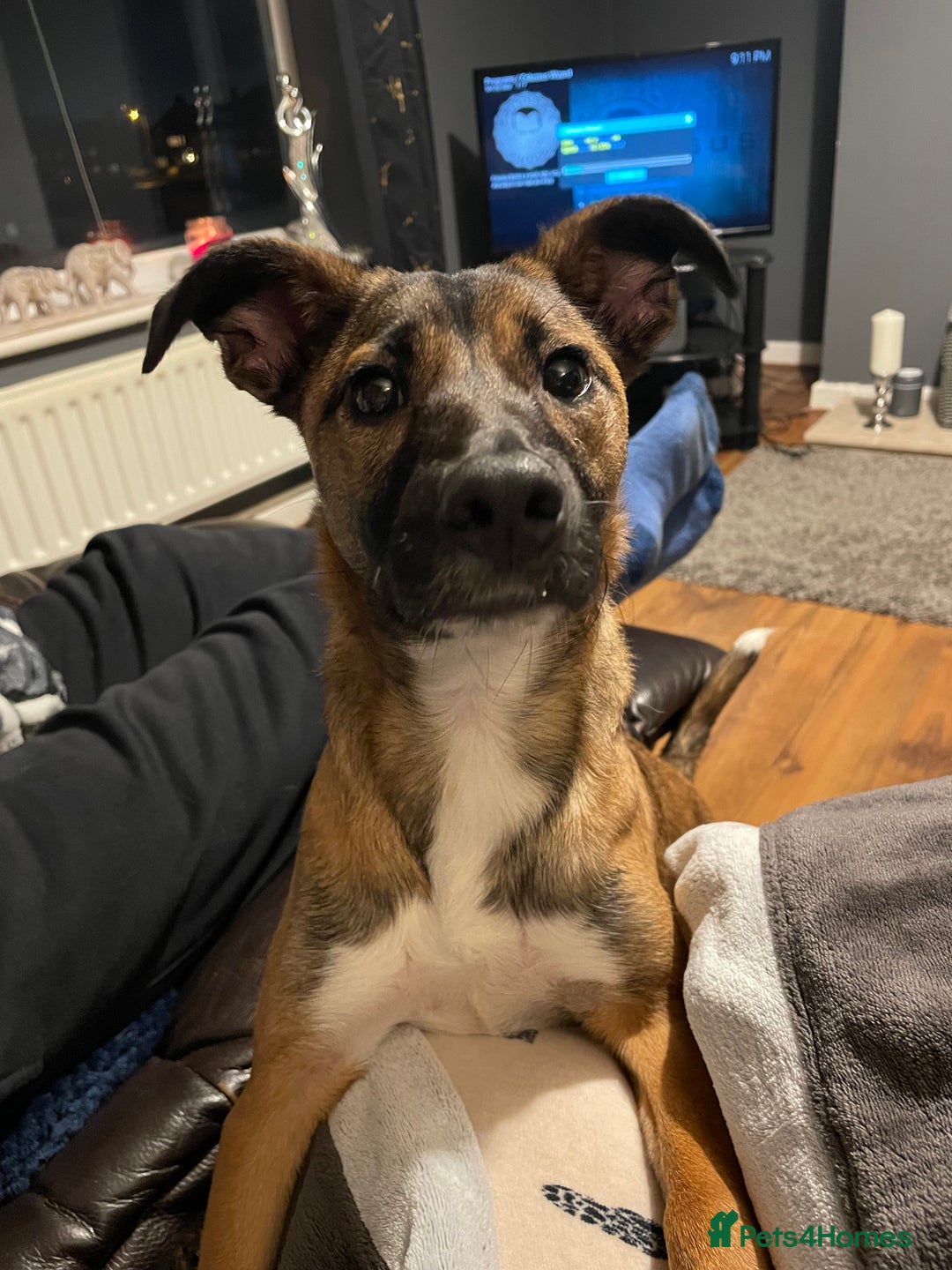 Mixed Breed dogs for sale: Pepper  - Advert 1