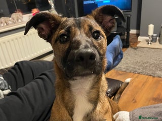 Mixed Breed dogs Pepper - Advert 1