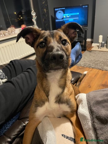 Mixed Breed dogs Pepper - Advert 1