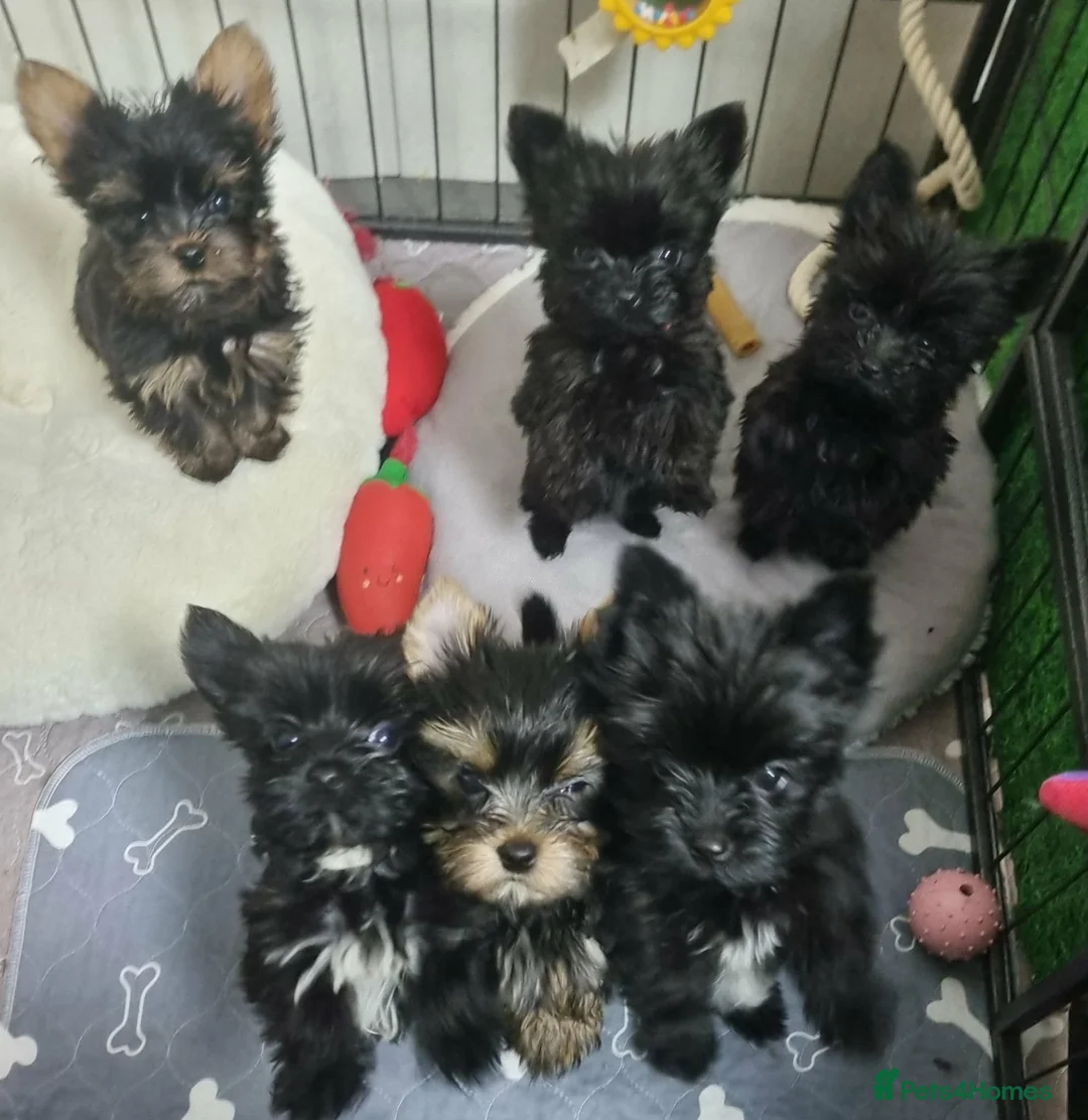 Yorkshire Terrier dogs for sale: Yorkshire Terrier - Advert 3