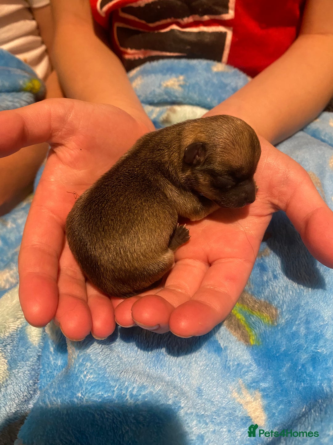 Chihuahua dogs for sale: Female chihuahua puppy - Image 1