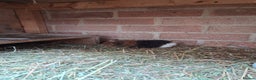 Pig livestock for sale: Guinea pigs - Advert 2