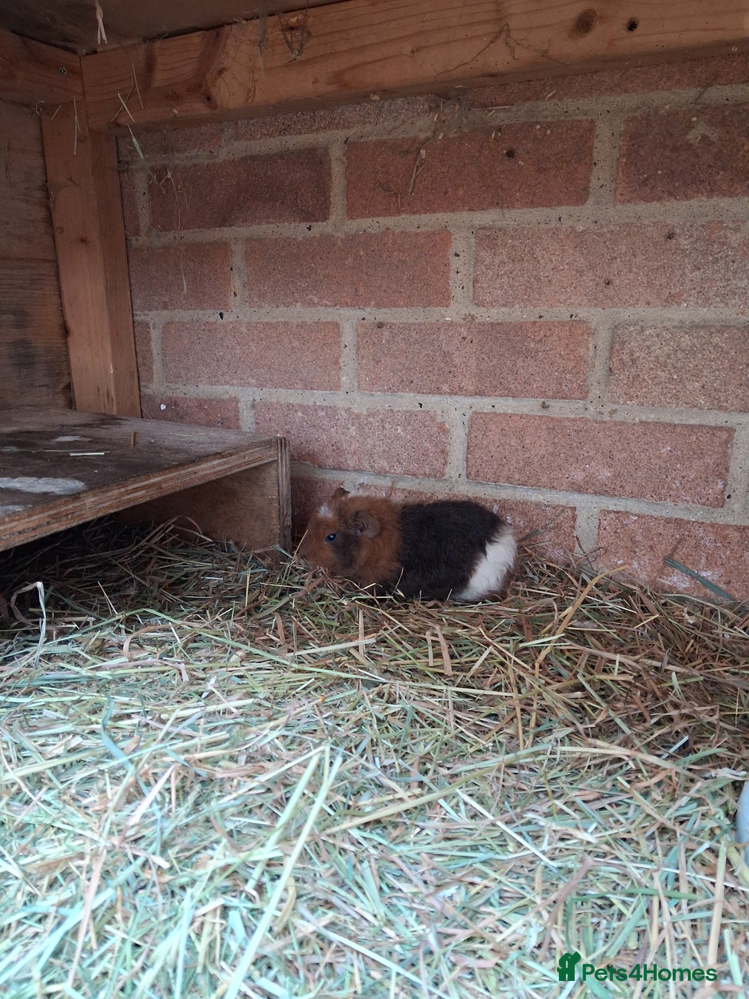 Pig livestock for sale: Guinea pigs - Advert 2