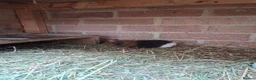 Pig livestock for sale: Guinea pigs - Advert 2