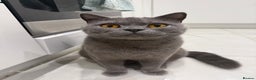 British Shorthair cats for sale: British shorthair and sphinx  - Advert 2