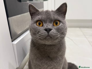 British Shorthair cats British shorthair blue - Advert 1