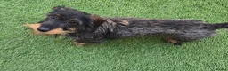 Miniature Dachshund dogs for sale: Silkie Mini Dachshund Puppies  - Advert 3
