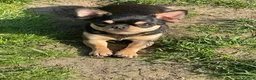 Chihuahua dogs for sale: Beautiful black tri smoothcoat male  - Advert 3