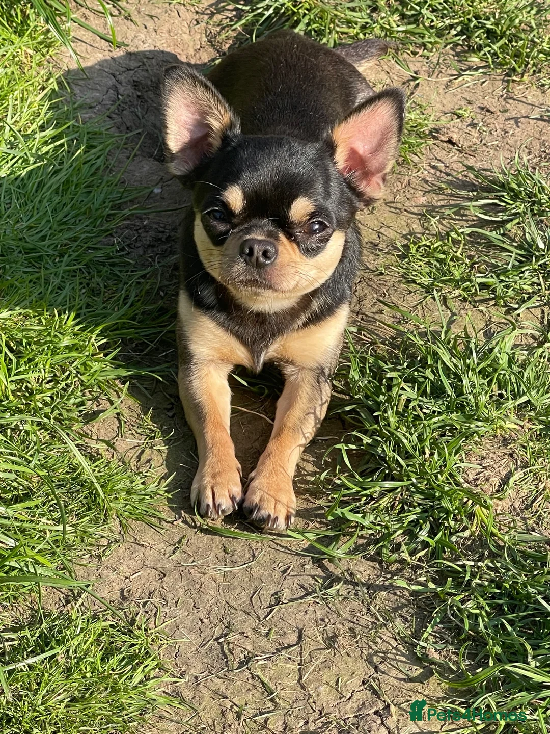 Chihuahua dogs for sale: Beautiful black tri smoothcoat male  - Advert 3