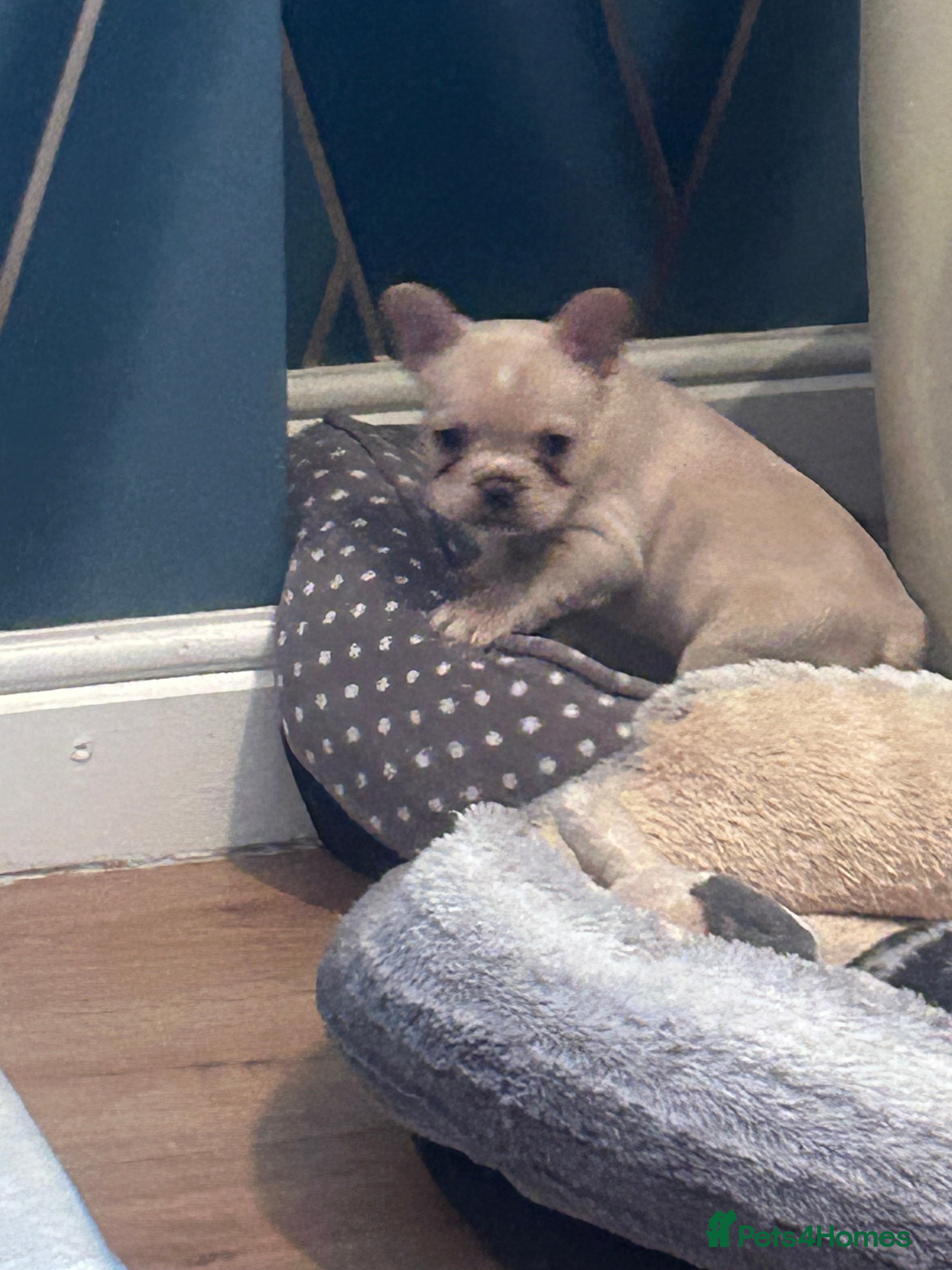 French Bulldog dogs fluffy french bulldogs - Advert 12