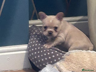 French Bulldog dogs fluffy french bulldogs - Advert 12