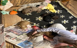 Cockapoo dogs for sale: Cockapoo puppies - Advert 4