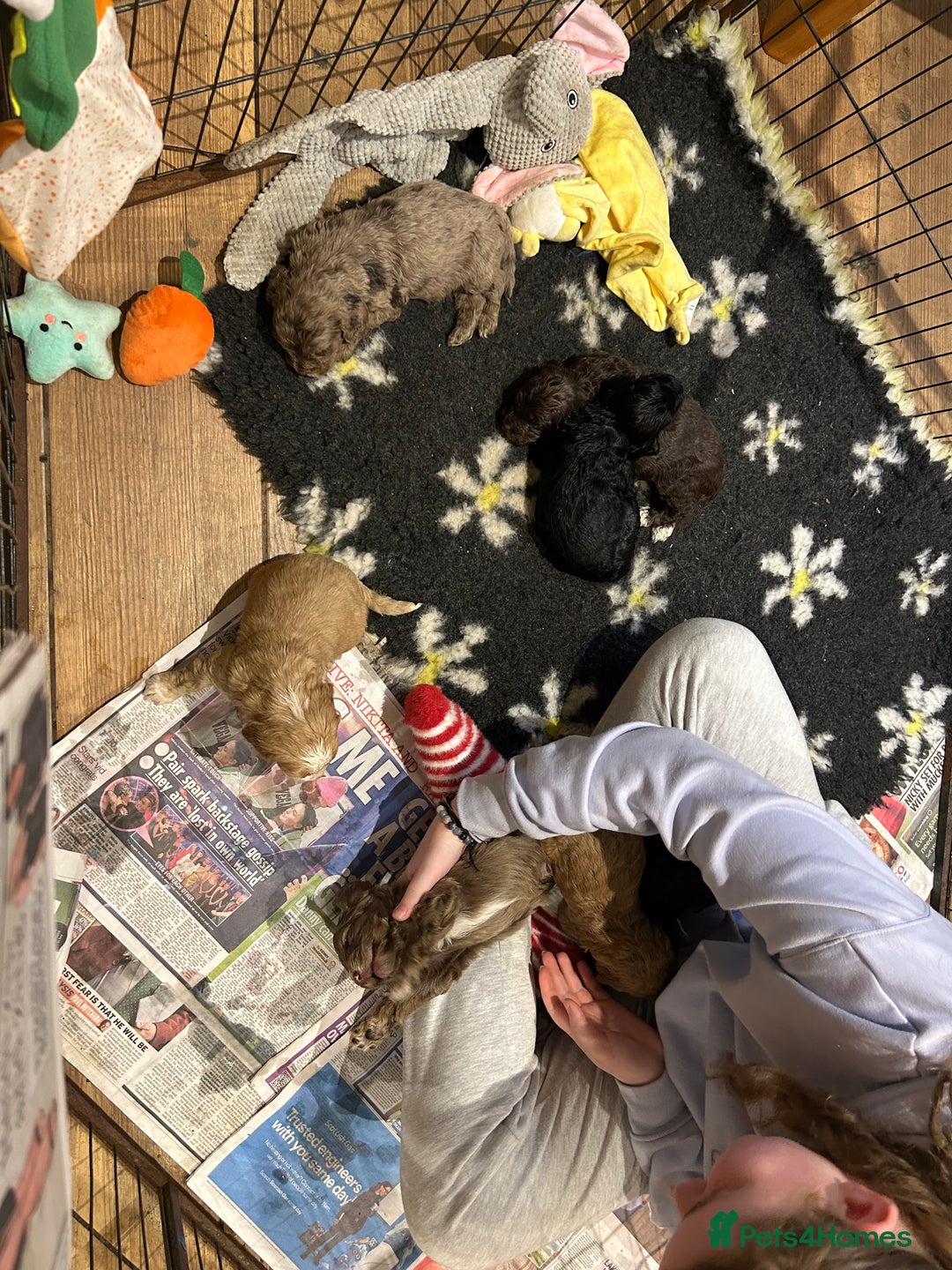 Cockapoo dogs for sale: Cockapoo puppies - Advert 4