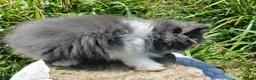 Lionhead rabbits for sale: Stunning DM lionhead baby rabbits - Advert 19