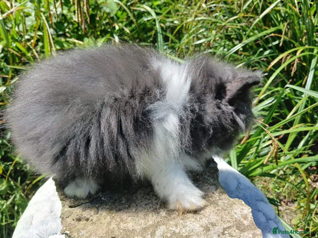 Lionhead rabbits for sale: Stunning DM lionhead baby rabbits - Advert 19