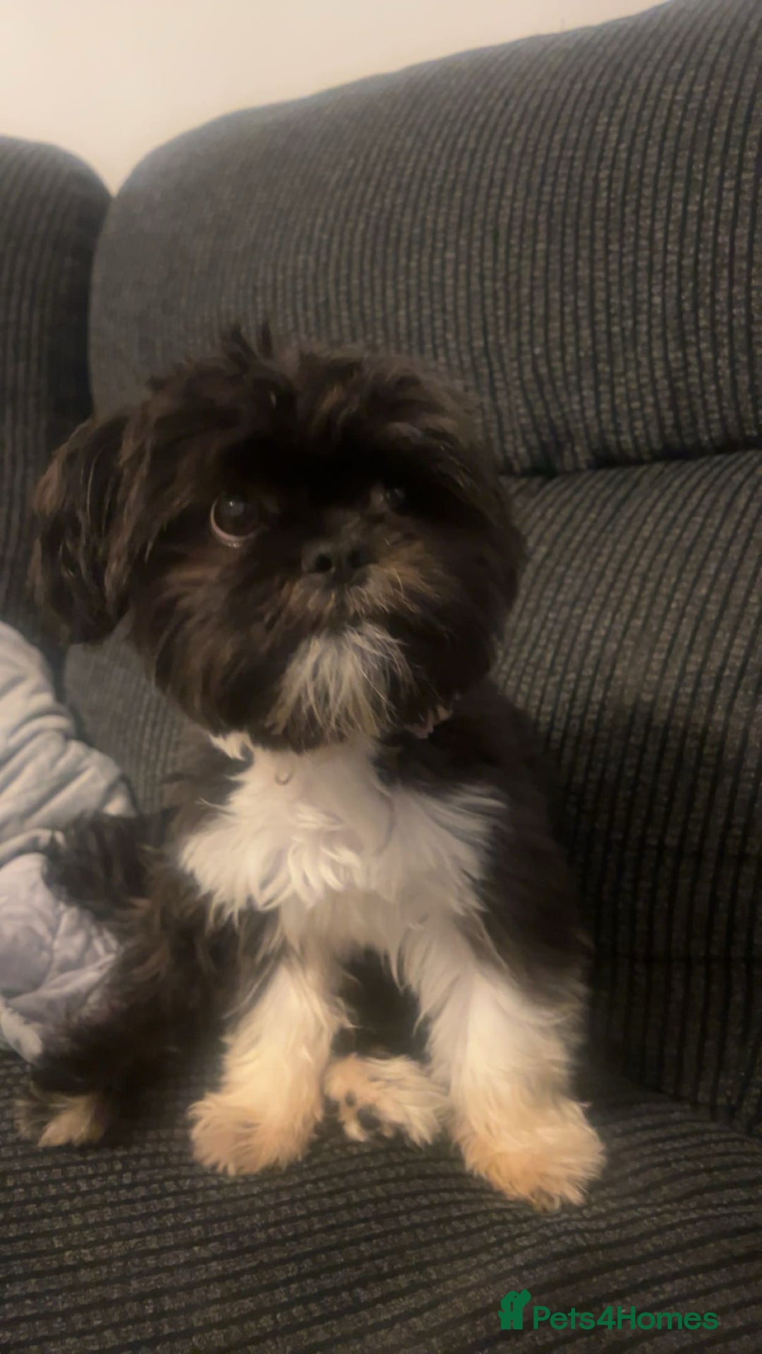 Shih Tzu dogs for sale: Shh tzu for sale - Advert 5