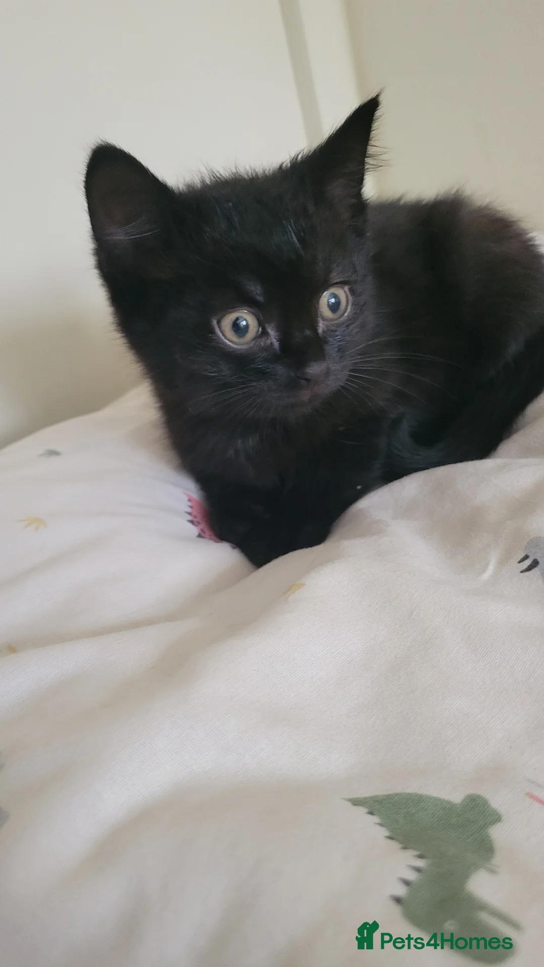 Mixed Breed cats for sale: 6 adorable kittens Ready for their forever homes - Advert 9