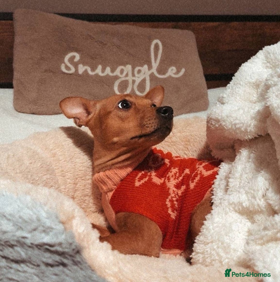 Mixed Breed dogs for adoption: Little Lady Josie is ready for her forever home! - Image 1