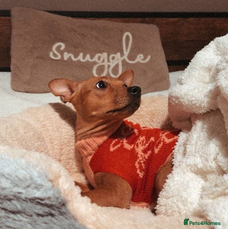 Mixed Breed dogs Little Lady Josie is ready for her forever home! - Advert 6