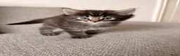 Maine Coon cats for sale: Maine coon x BSH Fluffy boys - Advert 17