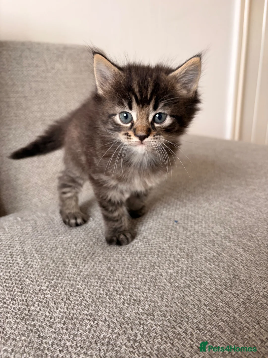 Maine Coon cats for sale: Maine coon x BSH Fluffy boys - Advert 17