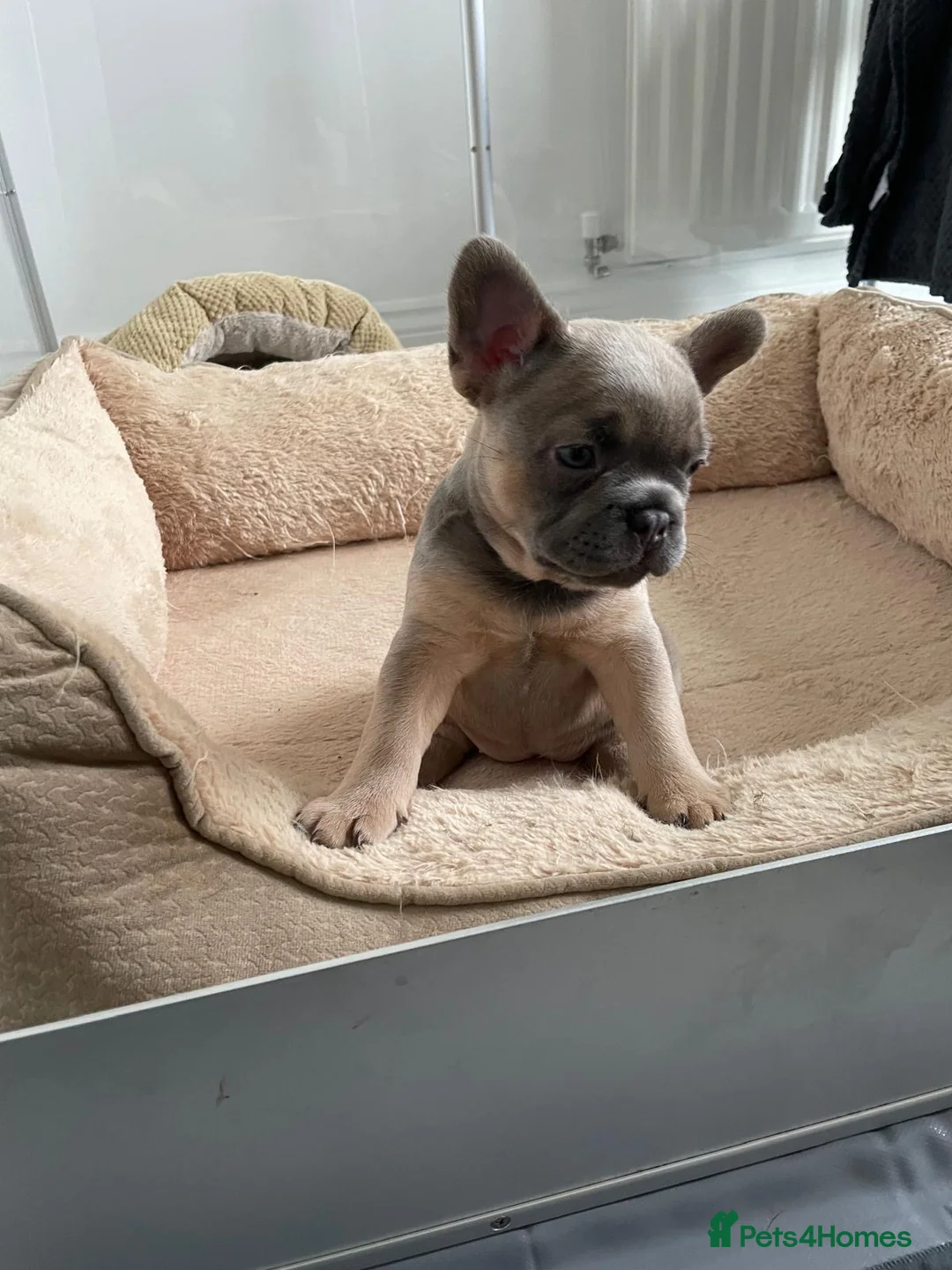 French Bulldog dogs for sale: Frenchie female  - Advert 5