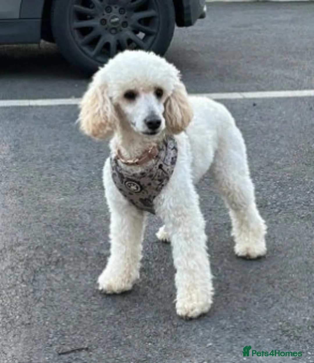 Toy Poodle dogs for sale: Beautiful Toy Poodles - 3 Boys and 2 Girls - Advert 3